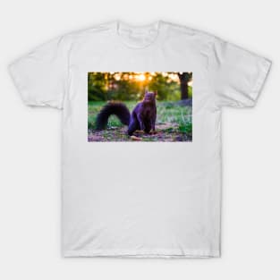 Eastern Grey Squirrel At Sunset T-Shirt